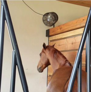 A horse enjoying the air stream of a 12" Cool Barns Stall Fan 